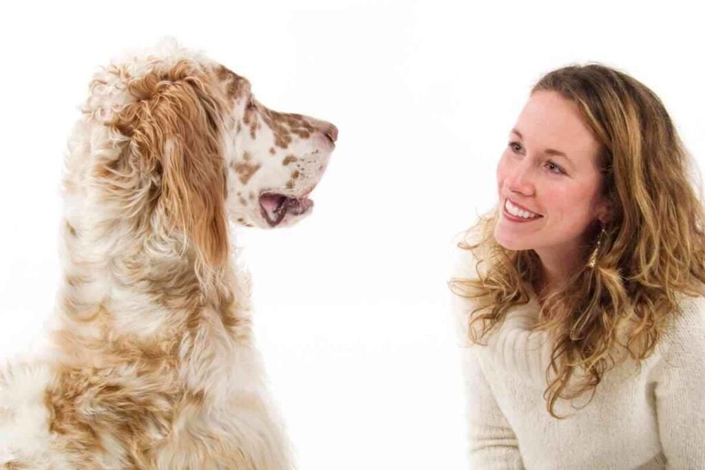 Are English Setters Affectionate 1 Are English Setters Affectionate? Answered!