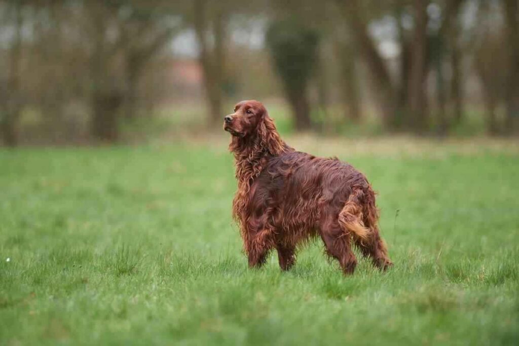 Are Irish Setters Herding Dogs 1 1 Are Irish Setters Herding Dogs? Explained!