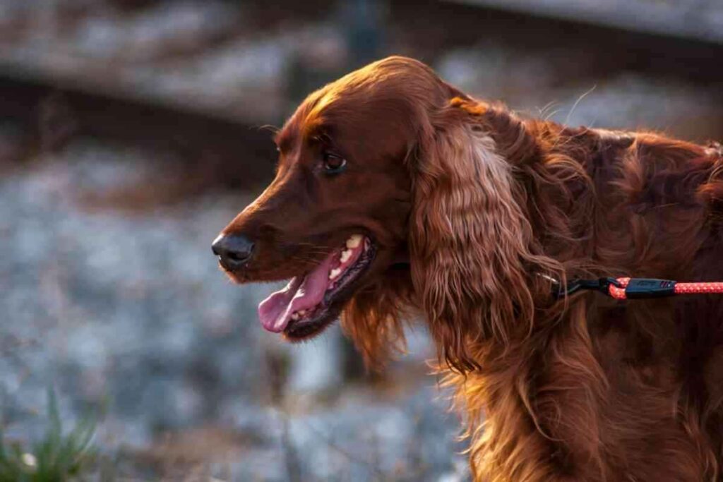 Are Irish Setters clever 1 1 Are Irish Setters A Clever Dog Breed?