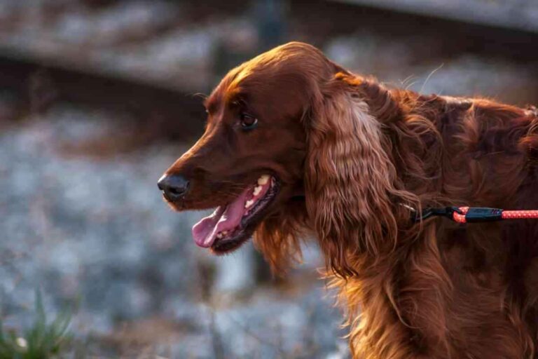 Are Irish Setters A Clever Dog Breed?