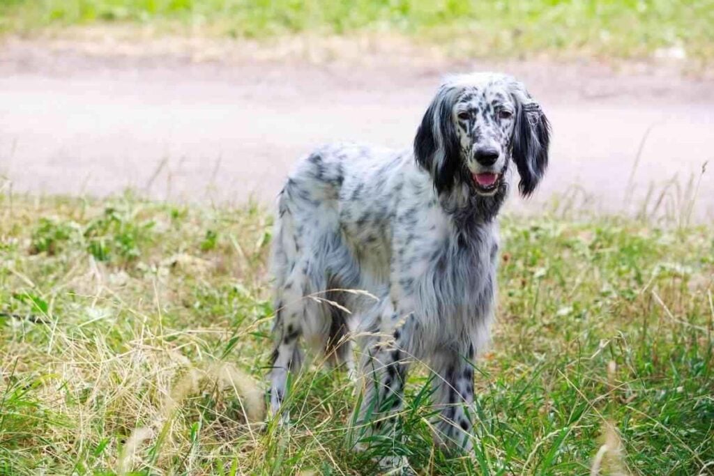 English Setter Is Stubborn Why Your English Setter Is Stubborn And What You Can Do About It