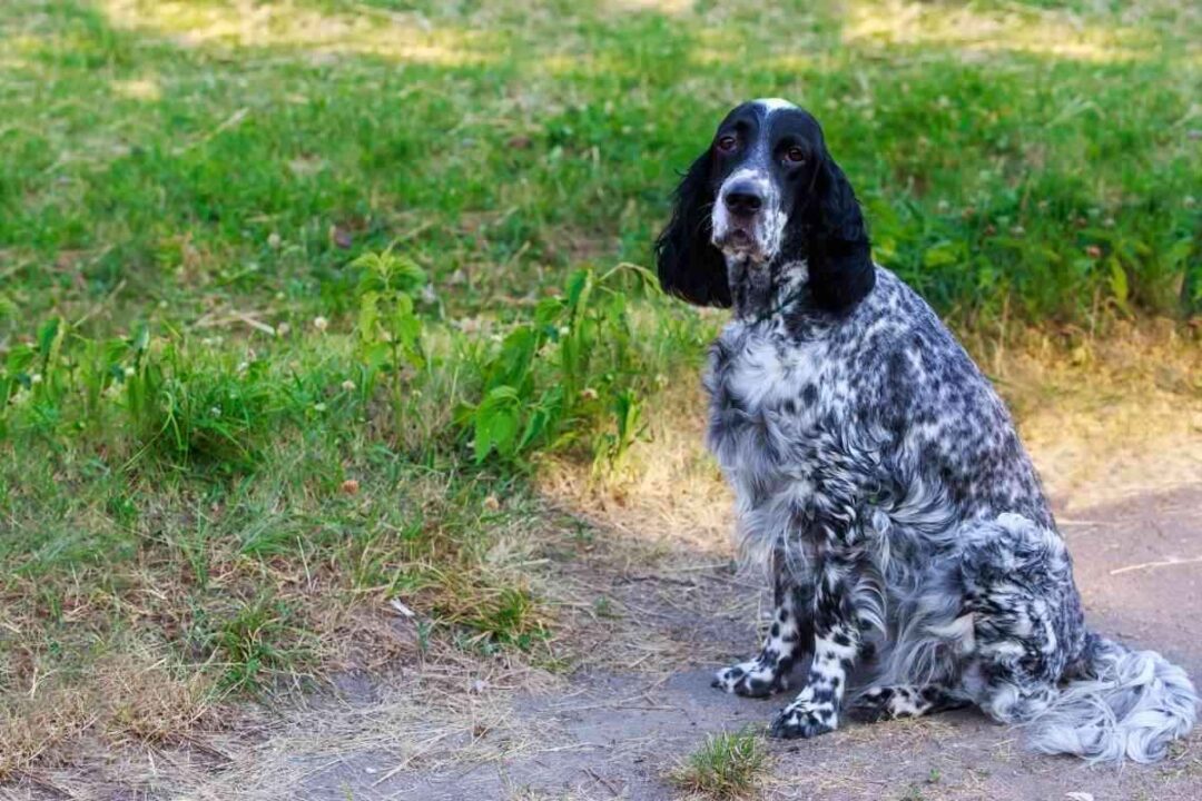 English Setter Yolo Pooch