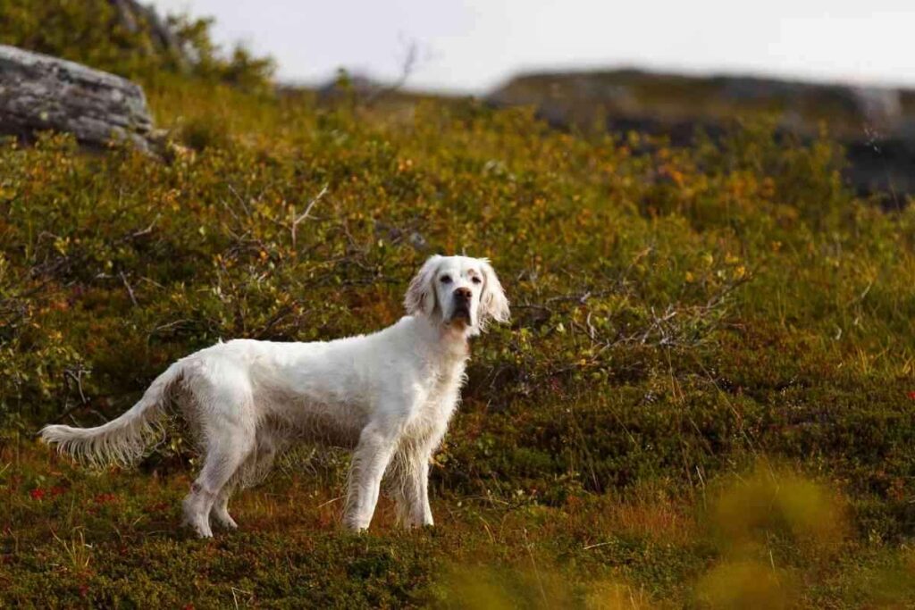 Is The English Setter A Hound Dog 1 1 Is The English Setter A Hound Dog? Answered!