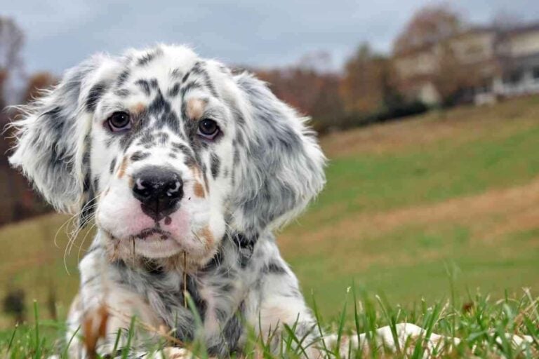 Is The English Setter A Hound Dog? Answered!