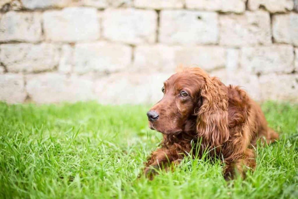 Are Irish Setters and Golden Retrievers Related 1 1 Are Irish Setters and Golden Retrievers Related? The Surprising Answer!