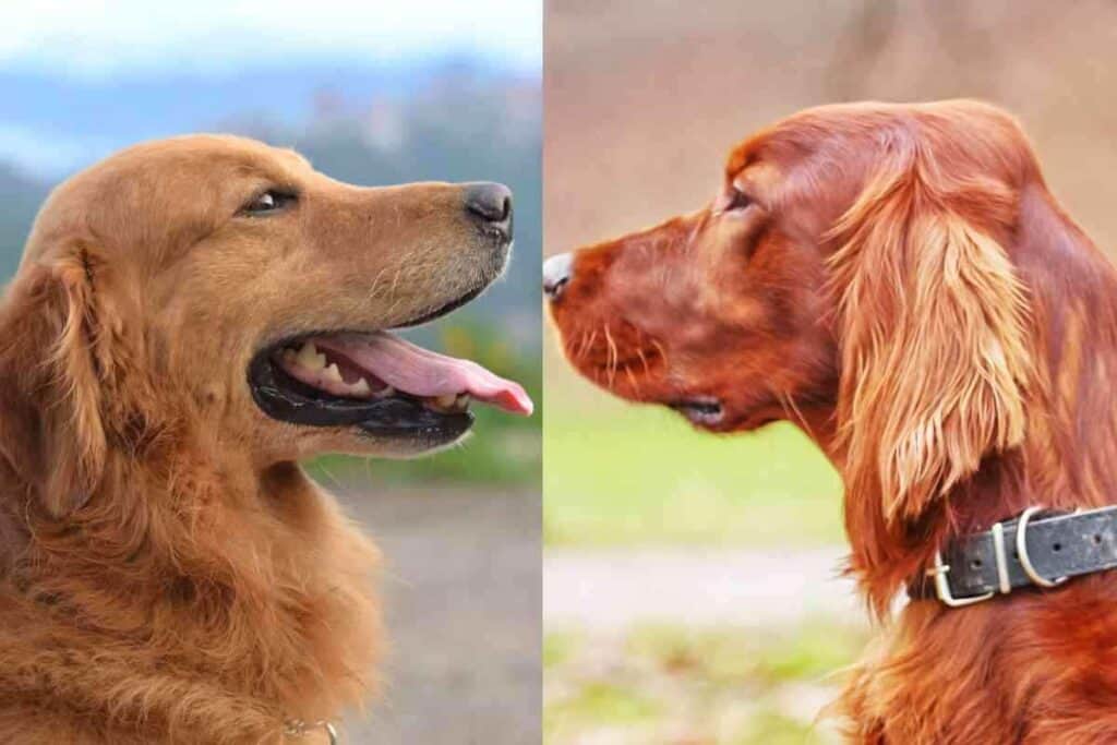 Are Irish Setters and Golden Retrievers Related 1 Are Irish Setters and Golden Retrievers Related? The Surprising Answer!