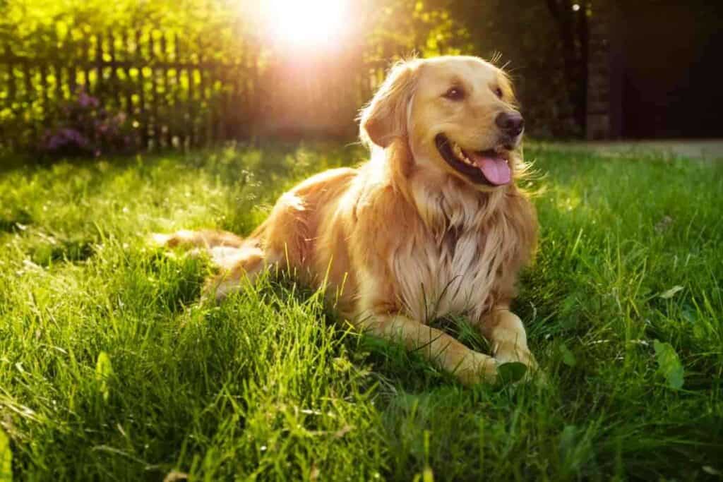 Are Irish Setters and Golden Retrievers Related 2 Are Irish Setters and Golden Retrievers Related? The Surprising Answer!