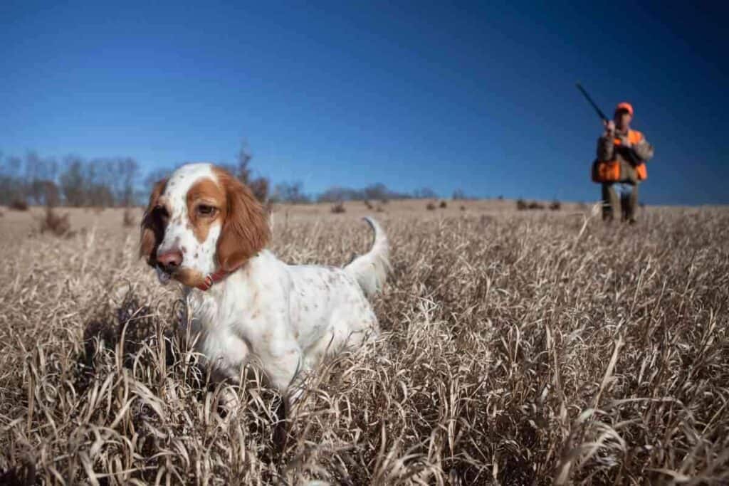 At What Age Do English Setters Naturally Calm Down 1 1 At What Age Do English Setters Naturally Calm Down? Ever?