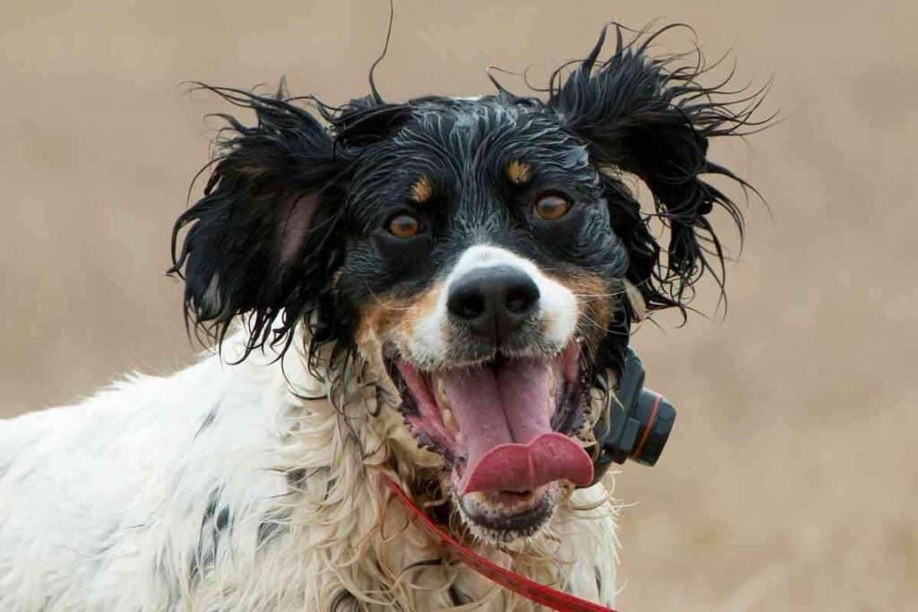 At What Age Do English Setters Naturally Calm Down 1 At What Age Do English Setters Naturally Calm Down? Ever?