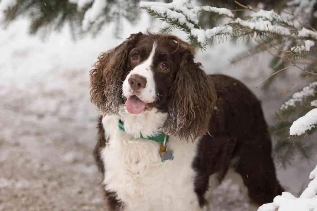 How Often Do Springer Spaniels Go Into Heat 1 1 How Often Do Springer Spaniels Go Into Heat?