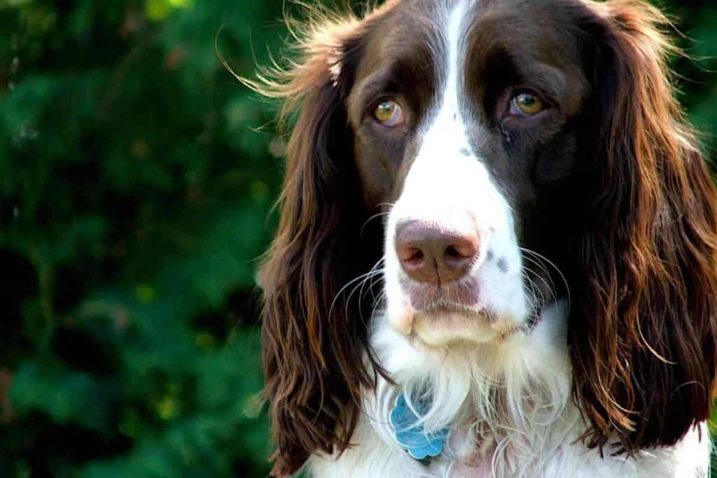 How Often Do Springer Spaniels Go Into Heat How Often Do Springer Spaniels Go Into Heat?