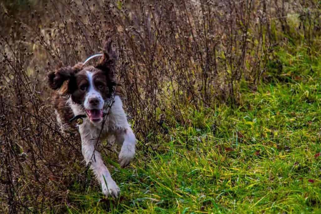 Will Neutering My Springer Spaniel Calm Him Down 1 1 Will Neutering My Springer Spaniel Calm Him Down? Answered!