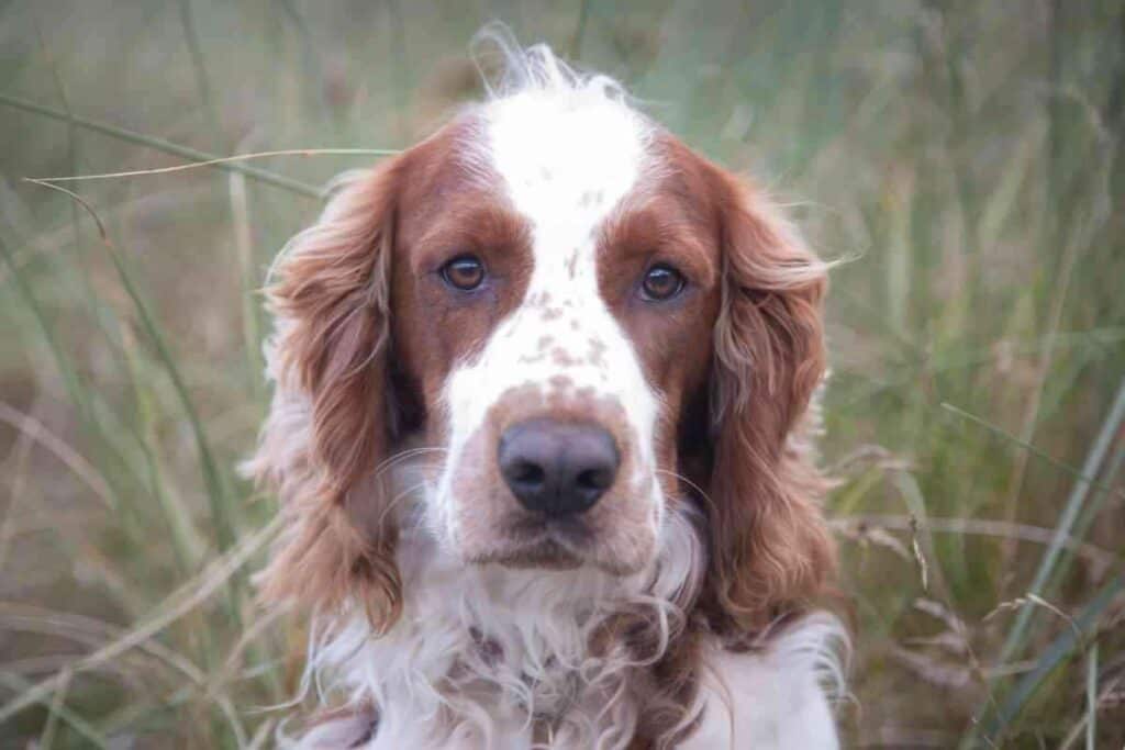 Will Neutering My Springer Spaniel Calm Him Down Will Neutering My Springer Spaniel Calm Him Down? Answered!