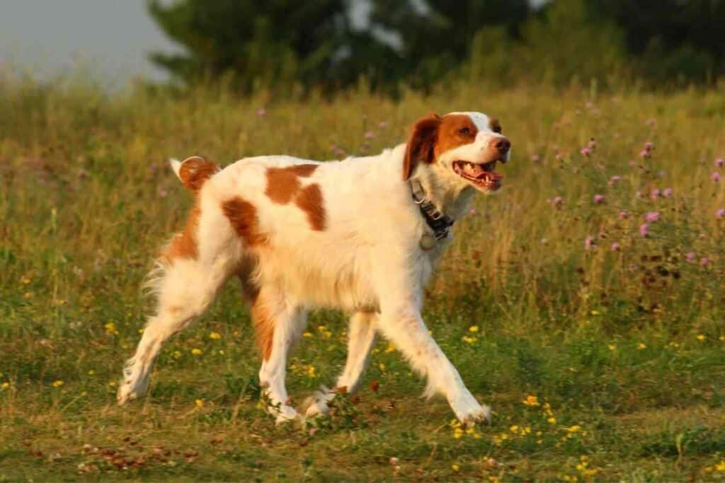 How Far Should A Springer Spaniel Walk How Far Should A Springer Spaniel Walk? Answered!