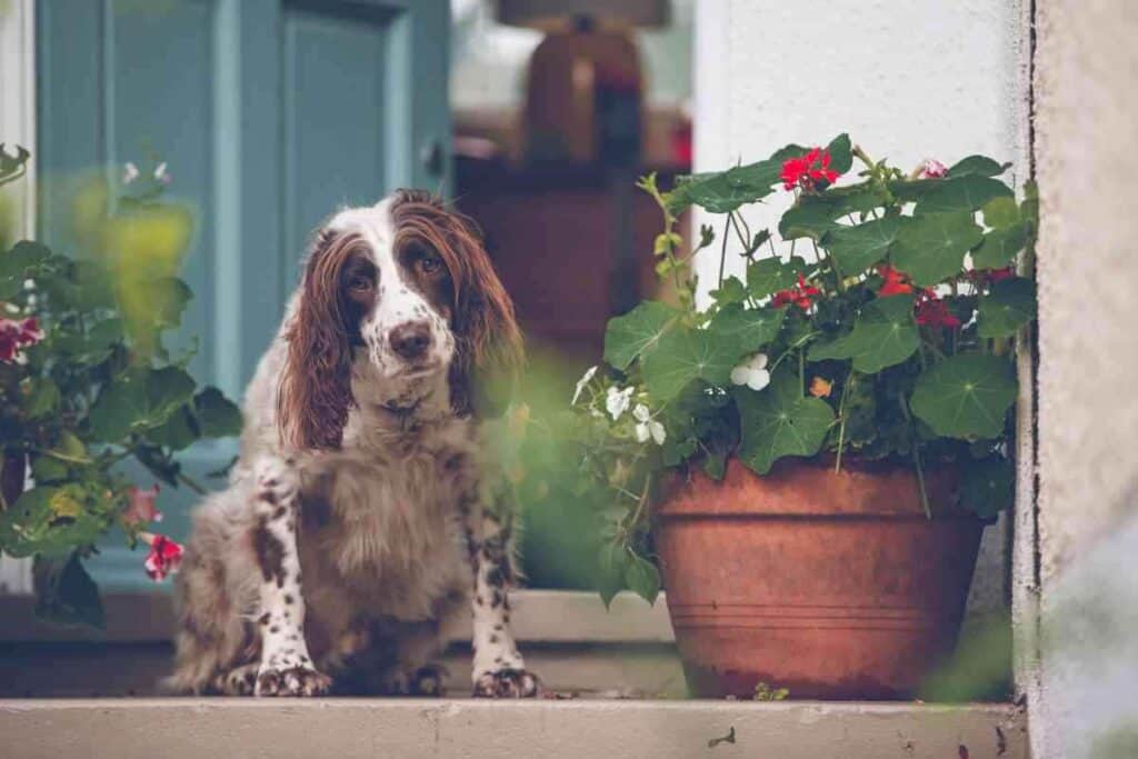 How Far Should A Springer Spaniel Walk 2 How Far Should A Springer Spaniel Walk? Answered!