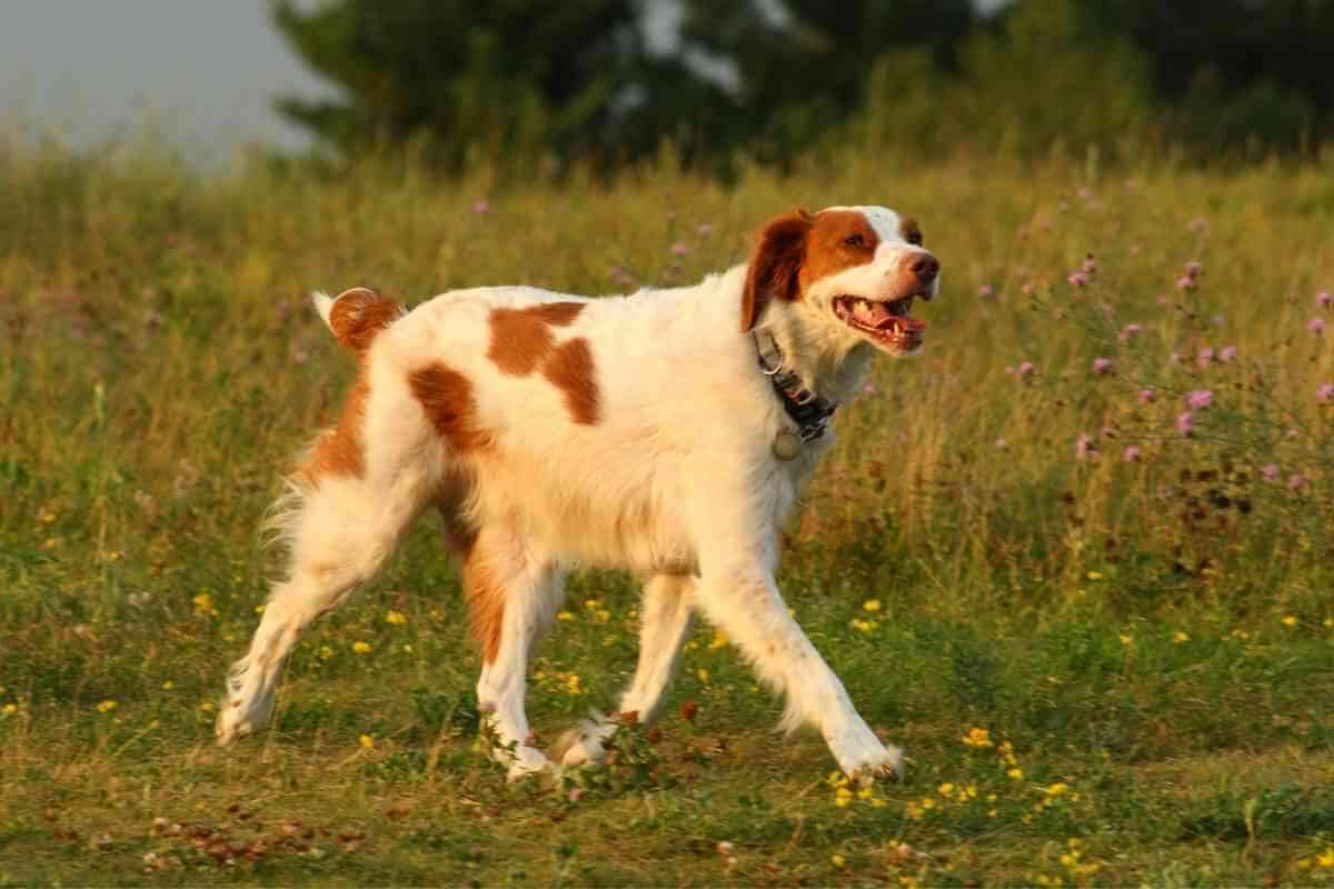 How Far Should A Springer Spaniel Walk? Answered! - Yolo Pooch