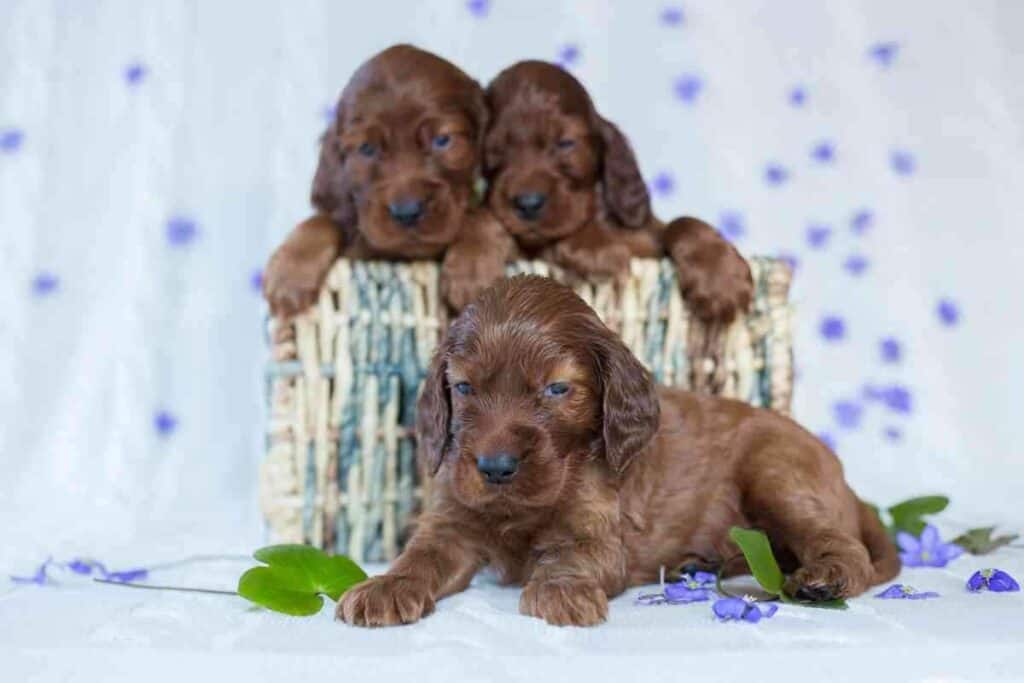 What should I look for in an Irish Setter puppy 1 1 How To Pick The Right Irish Setter Puppy For You