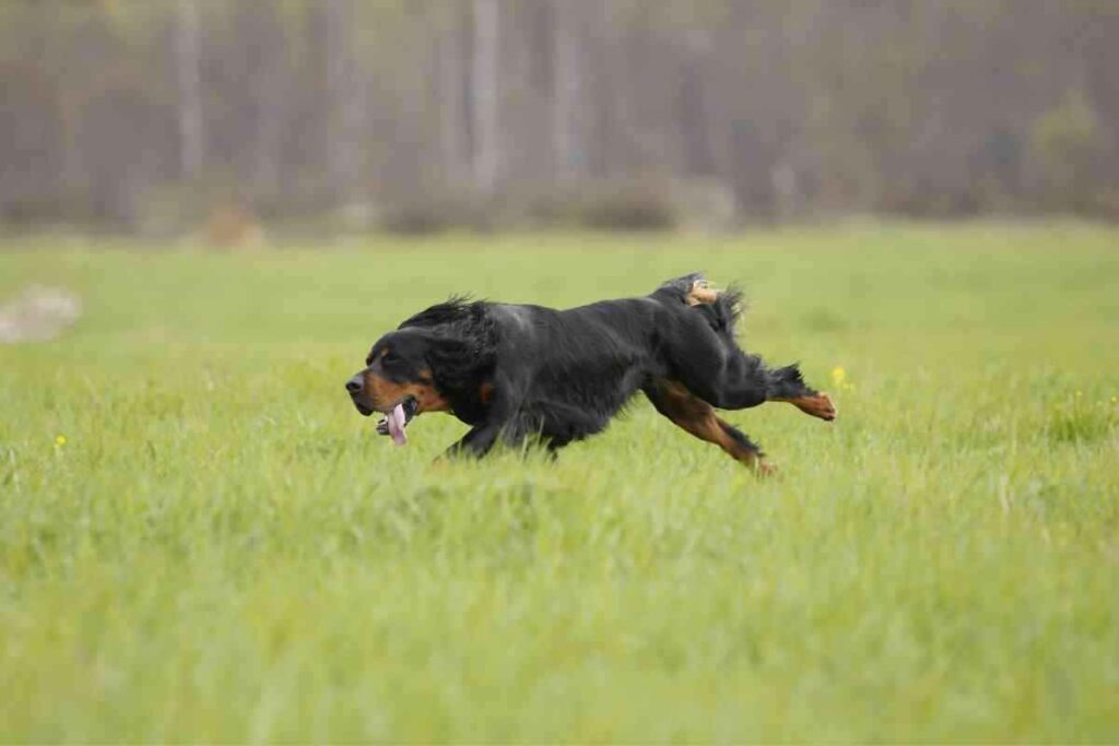 Are Gordon Setters Good With Other Dogs 1 1 Are Gordon Setters Good With Other Dogs?