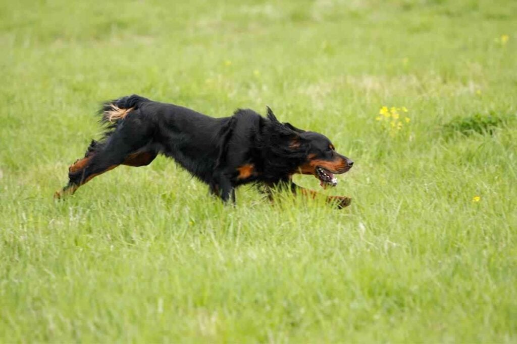 Are Gordon Setters Good With Other Dogs 2 Are Gordon Setters Good With Other Dogs?