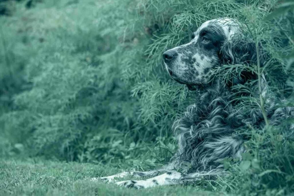 Are Gordon Setters Hunting Dogs 1 Are Gordon Setters Hunting Dogs? Answered!