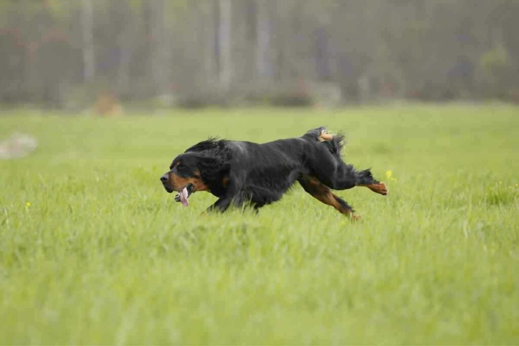 Are Gordon Setters Hunting Dogs 2 Are Gordon Setters Hunting Dogs? Answered!