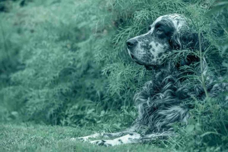 Are Gordon Setters Hunting Dogs? Answered!