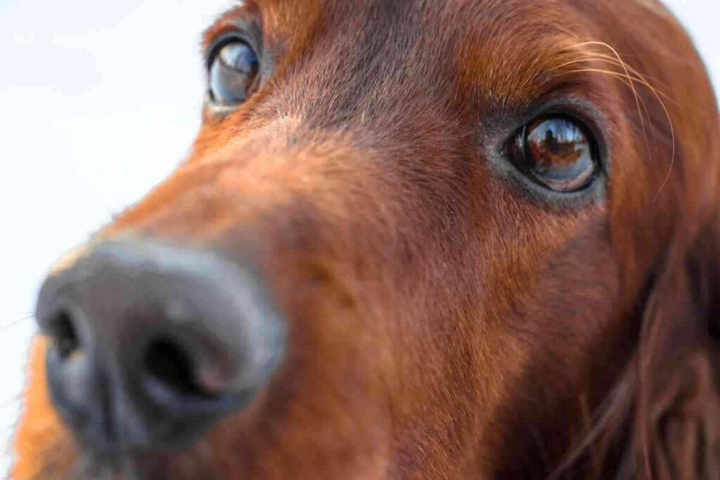 Can an Irish Setter live in an apartment 1 1 Irish Setters In Apartments: Everything You Need To Know
