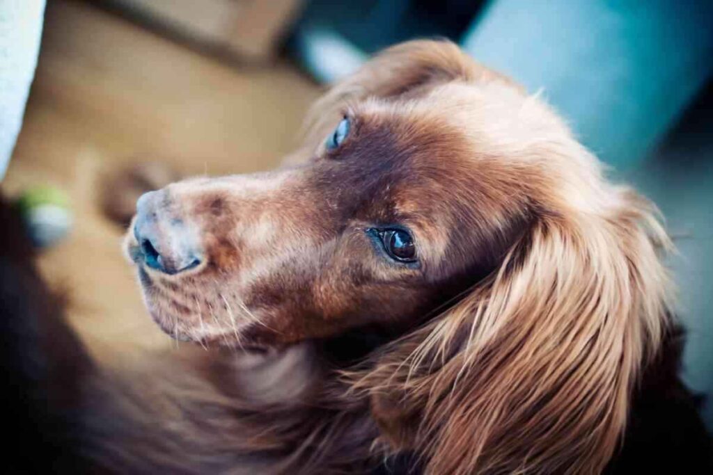 Can an Irish Setter live in an apartment Irish Setters In Apartments: Everything You Need To Know