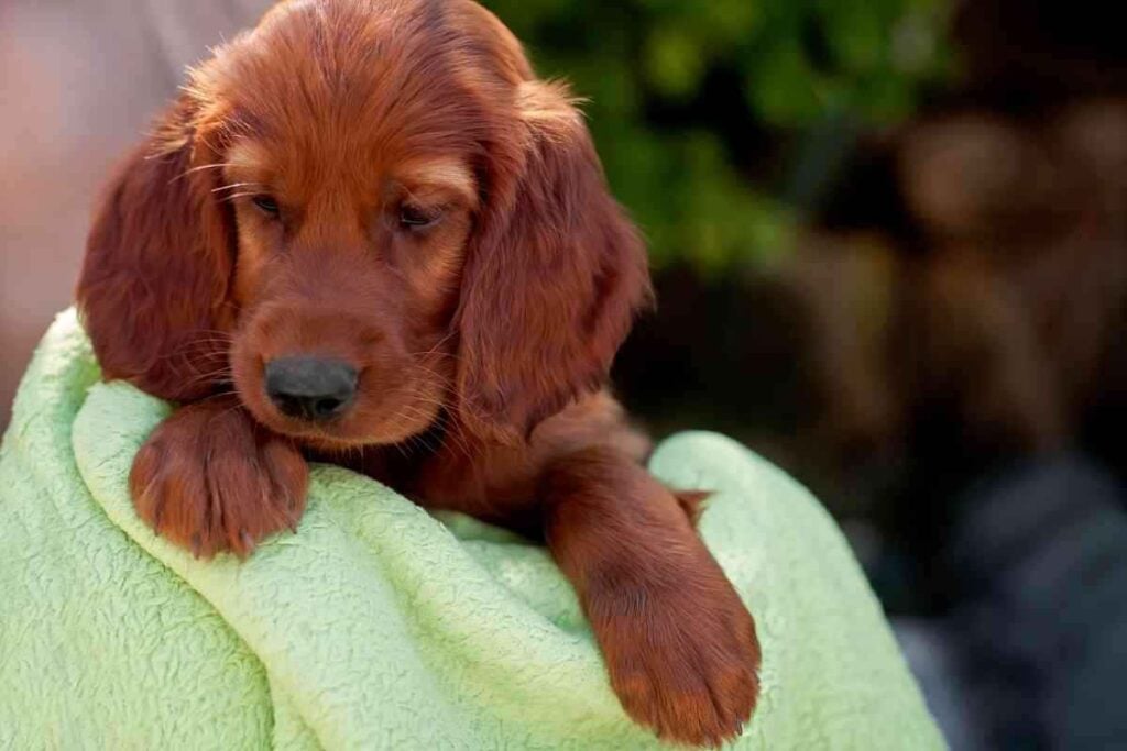 Can an Irish Setter live in an apartment 2 Irish Setters In Apartments: Everything You Need To Know
