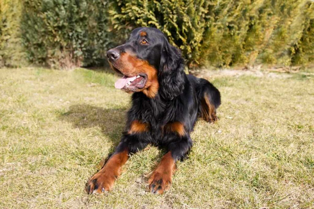 What dog breeds made the Gordon Setter 1 1 What Dog Breeds Made The Gordon Setter? Breed History Explained!