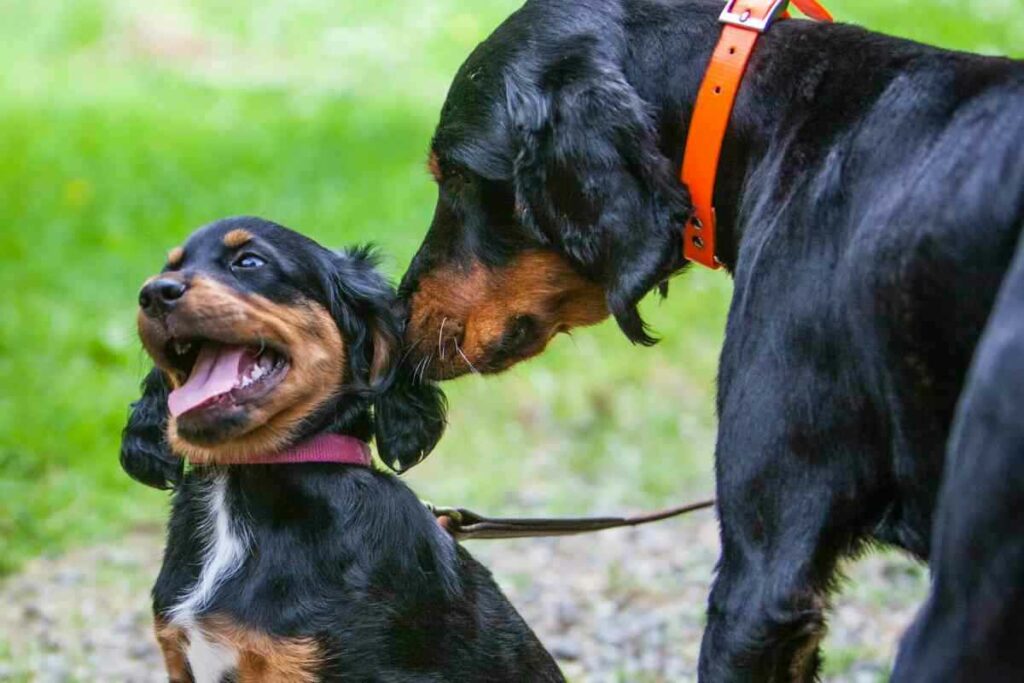 What dog breeds made the Gordon Setter 1 What Dog Breeds Made The Gordon Setter? Breed History Explained!