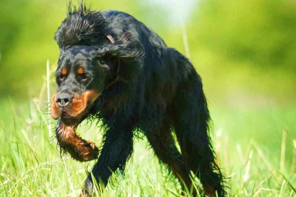 What dog breeds made the Gordon Setter 2 What Dog Breeds Made The Gordon Setter? Breed History Explained!