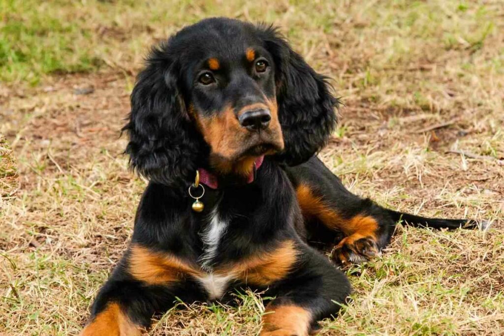 What dog breeds made the Gordon Setter 3 What Dog Breeds Made The Gordon Setter? Breed History Explained!