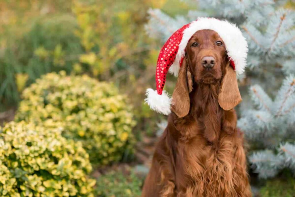 Why Arent Irish Setters More Popular 1 1 Why Aren’t Irish Setters More Popular?