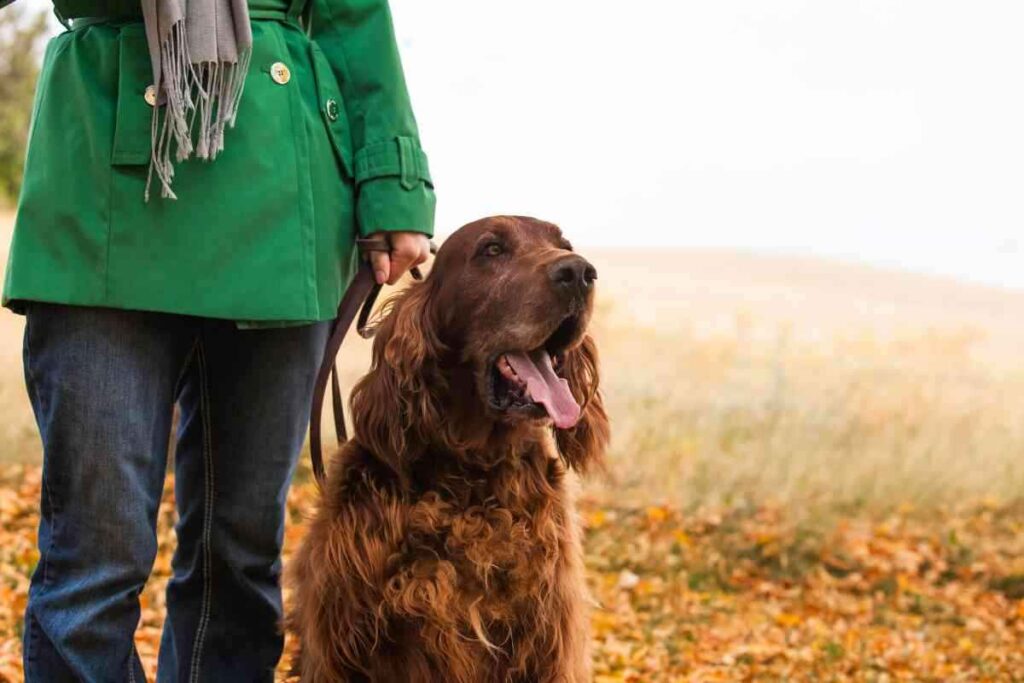 Why Arent Irish Setters More Popular 1 Why Aren’t Irish Setters More Popular?