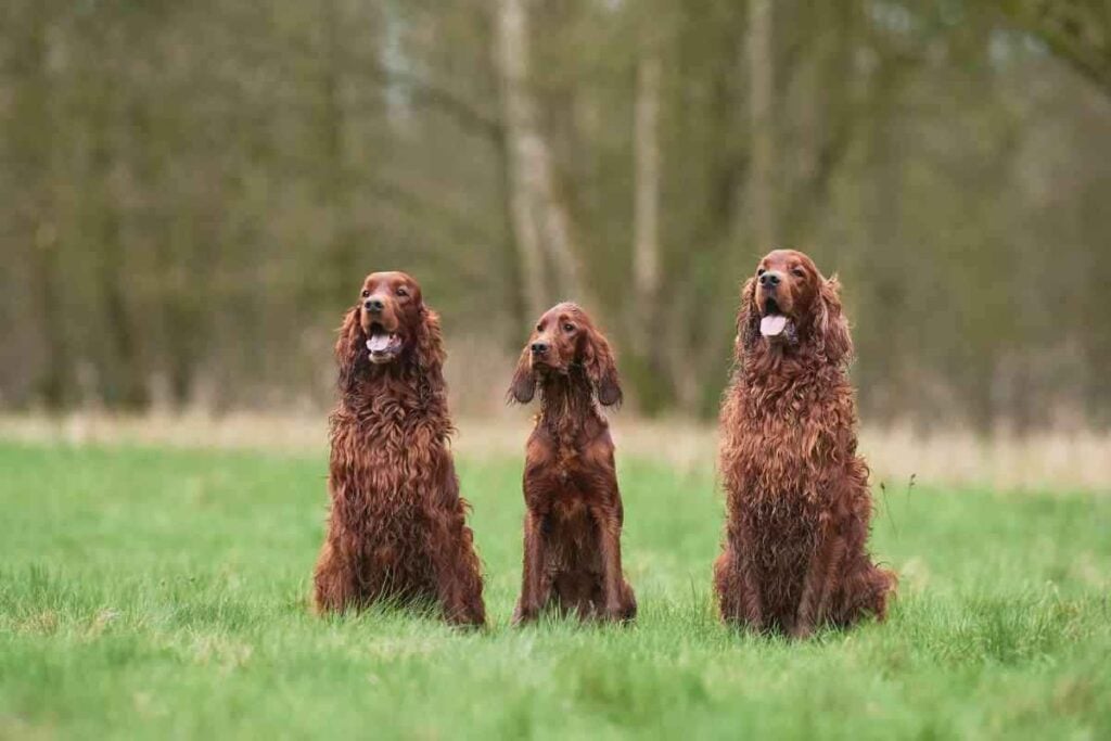 Why Arent Irish Setters More Popular 2 Why Aren’t Irish Setters More Popular?