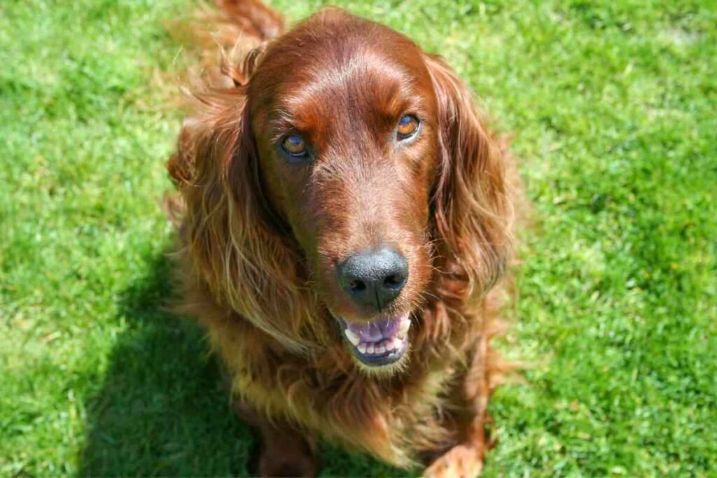 Why Arent Irish Setters More Popular 3 Why Aren’t Irish Setters More Popular?