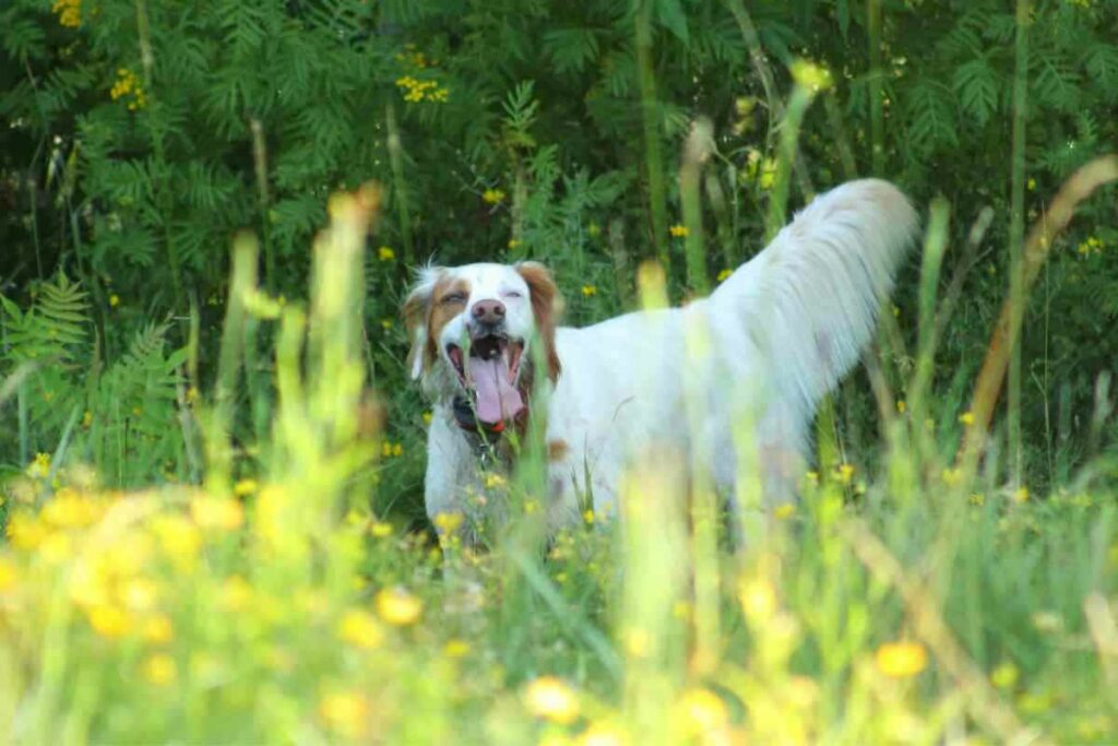 Do Springer Spaniels Hunt Rabbits 1 1 Do Springer Spaniels Hunt Rabbits? Answered!