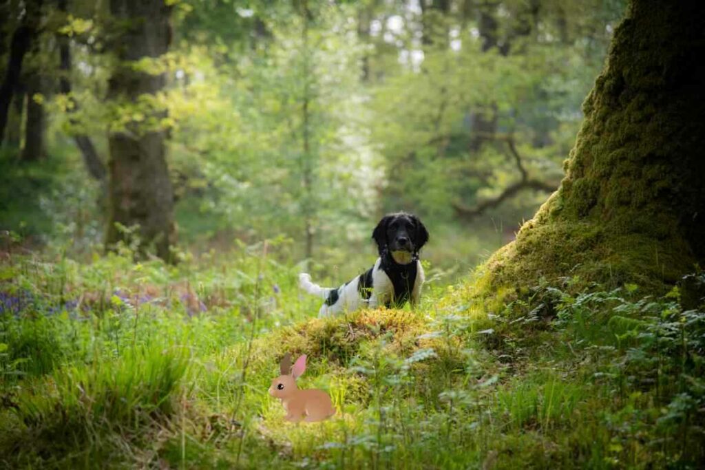 Do Springer Spaniels Hunt Rabbits 1 Do Springer Spaniels Hunt Rabbits? Answered!