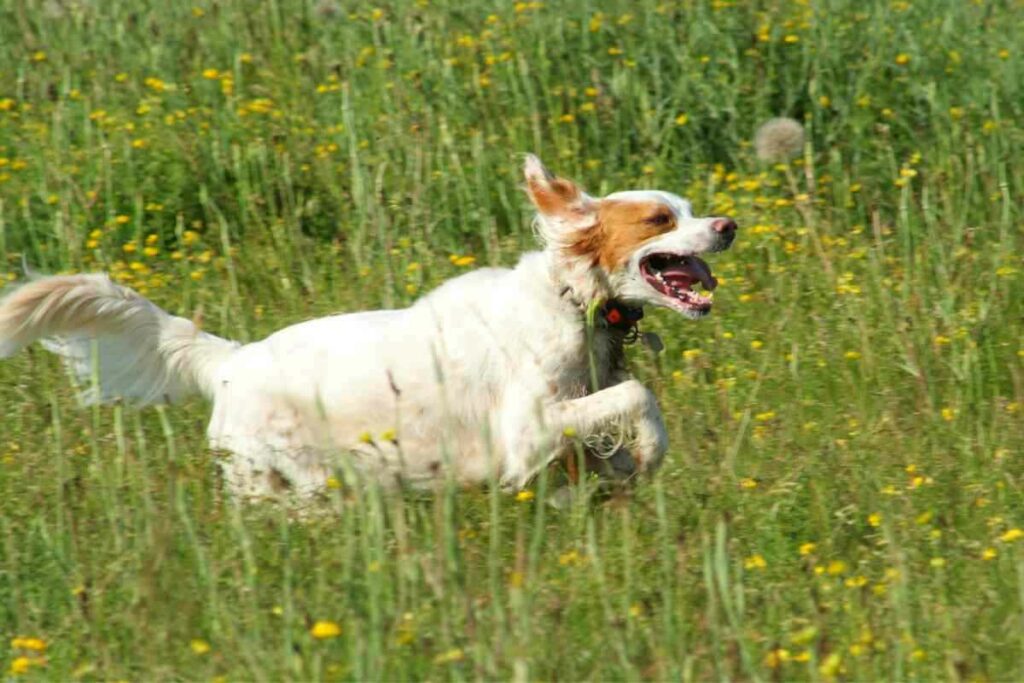 Do Springer Spaniels Hunt Rabbits 2 Do Springer Spaniels Hunt Rabbits? Answered!