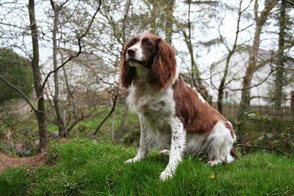 Do Springer Spaniels Hunt Rabbits 3 Do Springer Spaniels Hunt Rabbits? Answered!