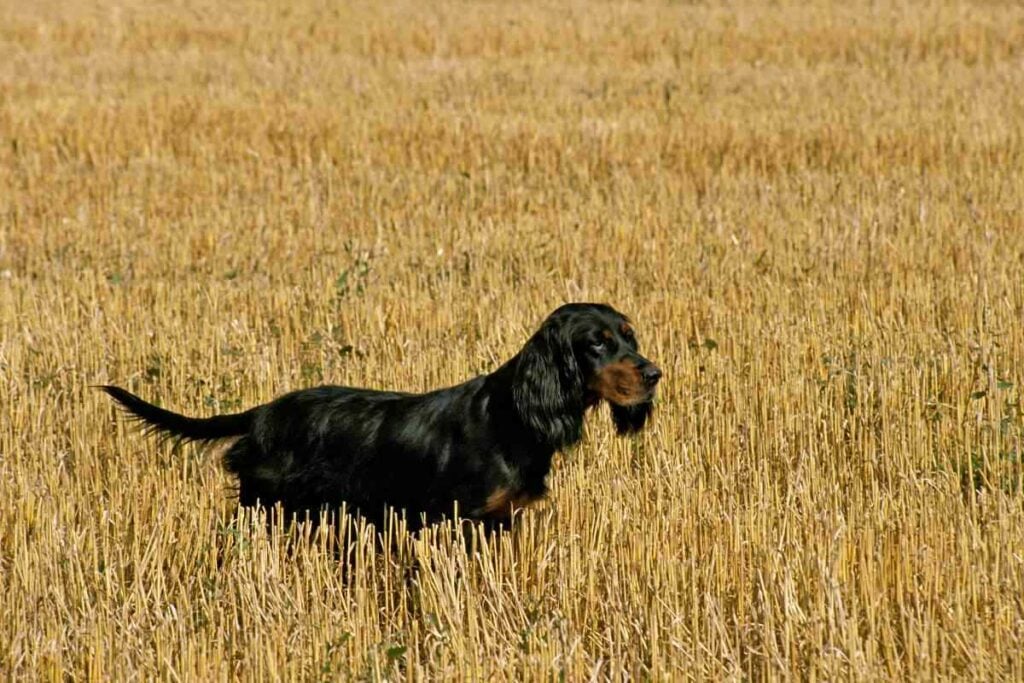 What Type Of Dog Is A Gordon Setter 1 1 What Type Of Dog Is A Gordon Setter? Answered!