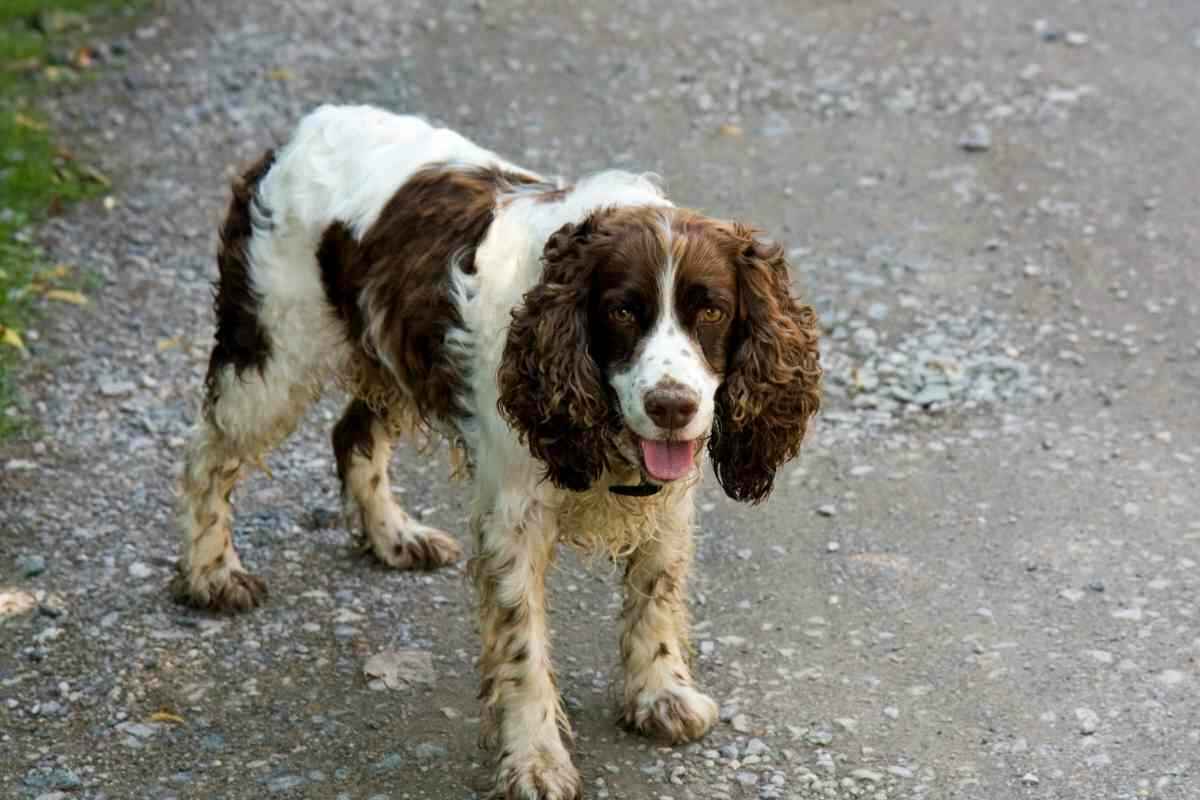 do springer spaniels smell bad