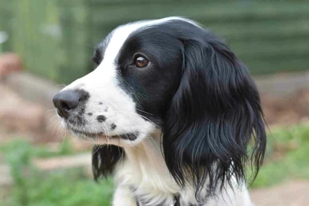 What Type Of Dog Is A Gordon Setter 7 Smelly Springer Spaniel? Reasons Why, Ways To Help, & When To Worry
