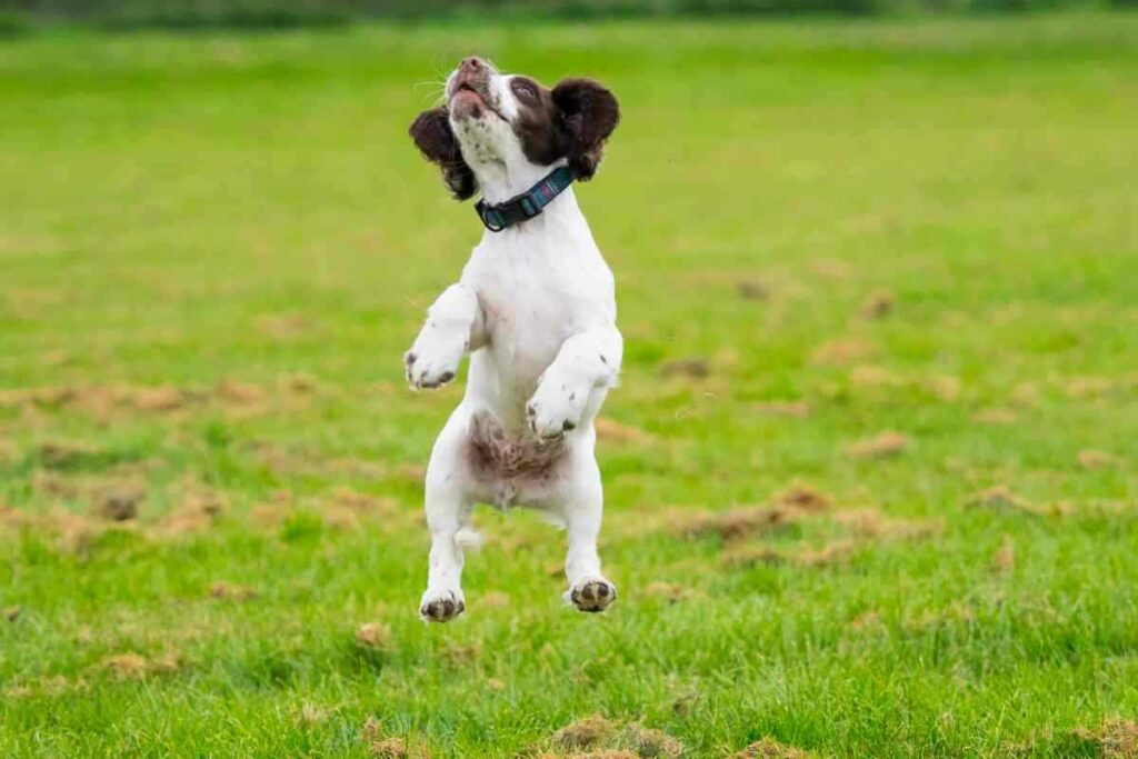 When Do Springer Spaniels Calm Down 1 1 When Do Springer Spaniels Calm Down?