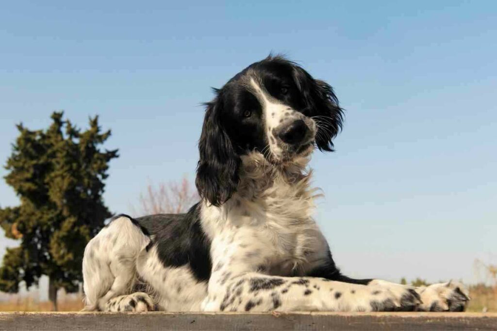 When Do Springer Spaniels Calm Down 2 When Do Springer Spaniels Calm Down?