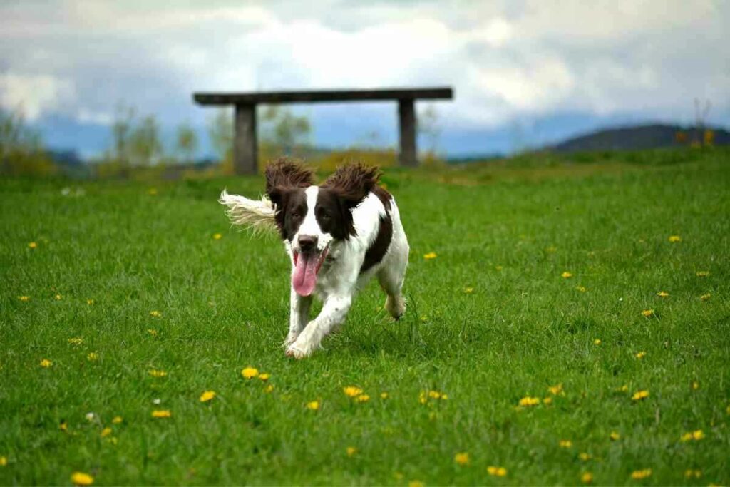 When Do Springer Spaniels Calm Down 3 When Do Springer Spaniels Calm Down?