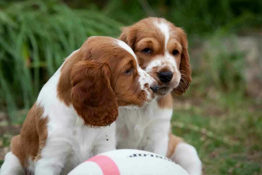 When Do Springer Spaniels Stop Growing 1 1 When Do Springer Spaniels Stop Growing?