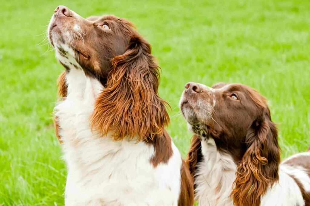 Springer Spaniel Rabbiting Springer Spaniels - Yolo Pooch