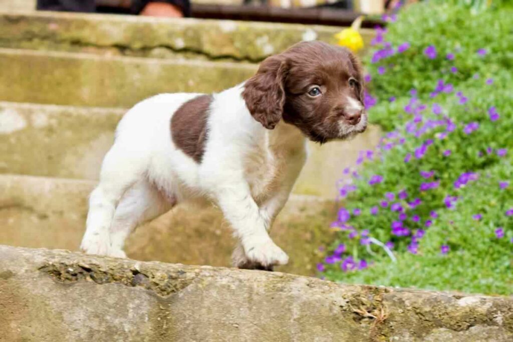 When Do Springer Spaniels Stop Growing 2 1 When Do Springer Spaniels Stop Growing?